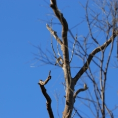 Acanthagenys rufogularis (Spiny-cheeked Honeyeater) at Mutawintji National Park - 20 Aug 2022 by MB