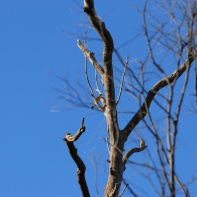 Acanthagenys rufogularis (Spiny-cheeked Honeyeater) at Mutawintji, NSW - 21 Aug 2022 by MB
