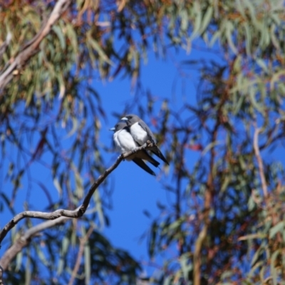 Artamus leucorynchus (White-breasted Woodswallow) at Mutawintji National Park - 21 Aug 2022 by MB