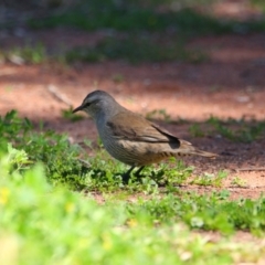 Climacteris picumnus (Brown Treecreeper) at Gunderbooka, NSW - 17 Aug 2022 by MB