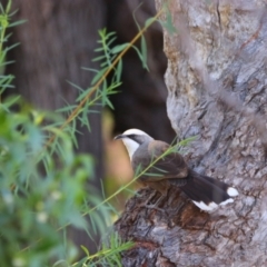 Pomatostomus temporalis temporalis (Grey-crowned Babbler) at Gunderbooka, NSW - 17 Aug 2022 by MB