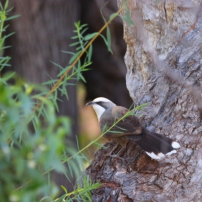 Pomatostomus temporalis temporalis (Grey-crowned Babbler) at Gunderbooka, NSW - 17 Aug 2022 by MB