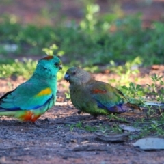 Psephotellus varius (Mulga Parrot) at Gunderbooka, NSW - 18 Aug 2022 by MB