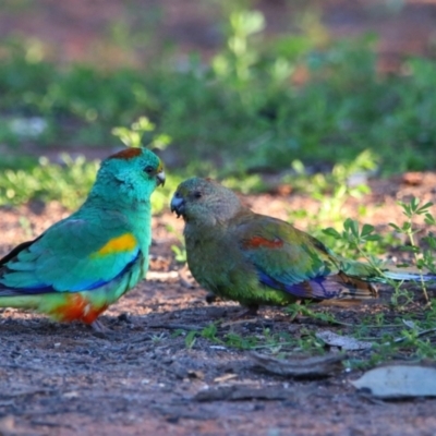 Psephotellus varius (Mulga Parrot) at Gunderbooka, NSW - 17 Aug 2022 by MB