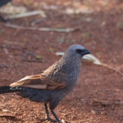 Struthidea cinerea (Apostlebird) at Mutawintji National Park - 21 Aug 2022 by MB