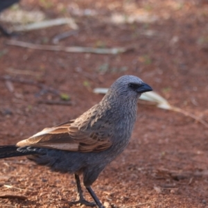 Struthidea cinerea at Mutawintji, NSW - 21 Aug 2022 08:35 AM