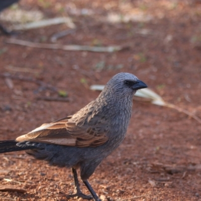 Struthidea cinerea (Apostlebird) at Mutawintji National Park - 21 Aug 2022 by MB