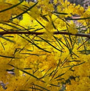 Acacia boormanii at Hackett, ACT - 2 Sep 2022