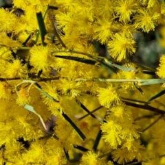 Acacia boormanii at Hackett, ACT - 2 Sep 2022