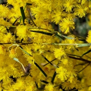 Acacia boormanii at Hackett, ACT - 2 Sep 2022