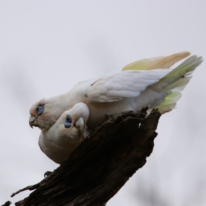 Cacatua sanguinea at Mutawintji, NSW - 20 Aug 2022 04:36 PM