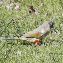 Northiella haematogaster (Greater Bluebonnet) at Lake Ginninderra - 3 Sep 2022 by AlisonMilton