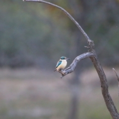 Todiramphus sanctus (Sacred Kingfisher) at Wilcannia, NSW - 19 Aug 2022 by MB