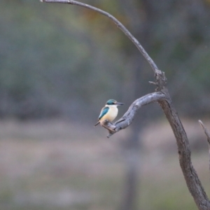 Todiramphus sanctus at Wilcannia, NSW - 19 Aug 2022 05:32 PM