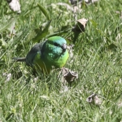 Psephotus haematonotus (Red-rumped Parrot) at Belconnen, ACT - 3 Sep 2022 by AlisonMilton