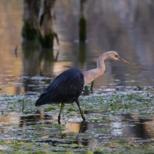 Ardea pacifica at Wilcannia, NSW - 19 Aug 2022 05:23 PM