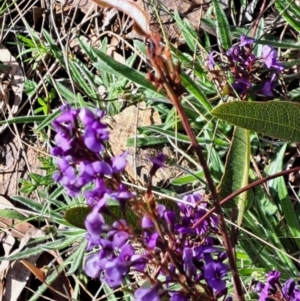 Hardenbergia violacea at Hackett, ACT - 2 Sep 2022