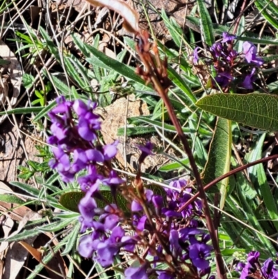 Hardenbergia violacea (False Sarsaparilla) at Mount Majura - 2 Sep 2022 by abread111