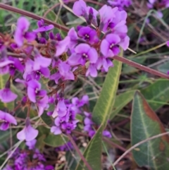 Hardenbergia violacea at Hackett, ACT - 2 Sep 2022