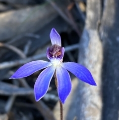 Cyanicula caerulea (Blue Fingers, Blue Fairies) at Jerrabomberra, NSW - 3 Sep 2022 by SteveBorkowskis