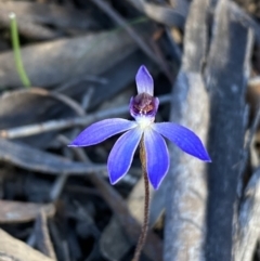 Cyanicula caerulea at Jerrabomberra, NSW - suppressed