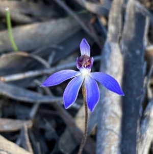 Cyanicula caerulea at Jerrabomberra, NSW - 3 Sep 2022