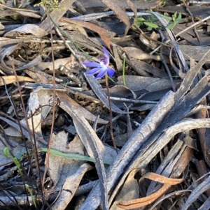 Cyanicula caerulea at Jerrabomberra, NSW - suppressed