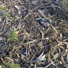 Cyanicula caerulea at Jerrabomberra, NSW - suppressed