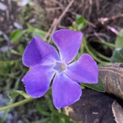 Vinca major (Blue Periwinkle) at Mount Jerrabomberra QP - 3 Sep 2022 by Steve_Bok