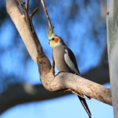 Nymphicus hollandicus (Cockatiel) at Mutawintji, NSW - 21 Aug 2022 by MB