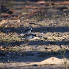 Charadrius melanops (Black-fronted Dotterel) at Menindee, NSW - 24 Aug 2022 by MB