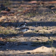 Charadrius melanops (Black-fronted Dotterel) at Menindee, NSW - 24 Aug 2022 by MB