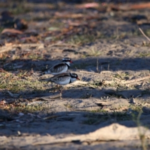 Charadrius melanops at Menindee, NSW - 24 Aug 2022 08:23 AM