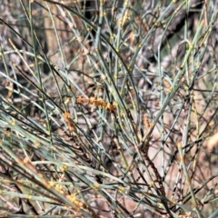 Allocasuarina verticillata (Drooping Sheoak) at Mount Majura - 2 Sep 2022 by abread111