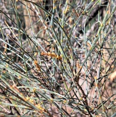 Allocasuarina verticillata (Drooping Sheoak) at Mount Majura - 2 Sep 2022 by abread111
