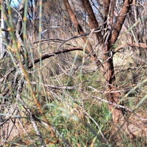 Allocasuarina verticillata at Hackett, ACT - 2 Sep 2022 03:02 PM