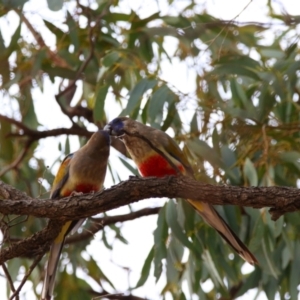 Northiella haematogaster at Anabranch South, NSW - 24 Aug 2022