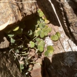 Dichondra sp. Inglewood (J.M.Dalby 86/93) Qld Herbarium at Dairymans Plains, NSW - 3 Sep 2022 01:24 PM