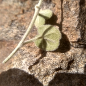 Dichondra sp. Inglewood (J.M.Dalby 86/93) Qld Herbarium at Dairymans Plains, NSW - 3 Sep 2022 01:24 PM