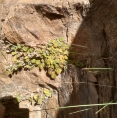 Dichondra sp. Inglewood (J.M.Dalby 86/93) Qld Herbarium at Dairymans Plains, NSW - 3 Sep 2022 01:24 PM