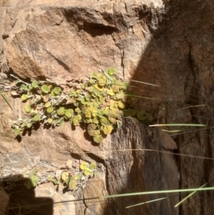 Dichondra sp. Inglewood (J.M.Dalby 86/93) Qld Herbarium at Dairymans Plains, NSW - 3 Sep 2022 01:24 PM