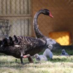 Cygnus atratus (Black Swan) at Gordon, ACT - 3 Sep 2022 by RodDeb