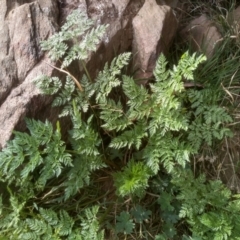 Conium maculatum (Hemlock) at Dairymans Plains, NSW - 3 Sep 2022 by mahargiani