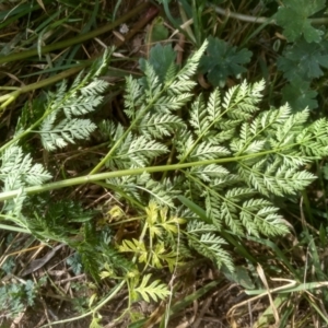 Conium maculatum at Dairymans Plains, NSW - 3 Sep 2022