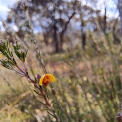 Dillwynia sp. Yetholme (P.C.Jobson 5080) NSW Herbarium at Mount Majura - 2 Sep 2022 by abread111