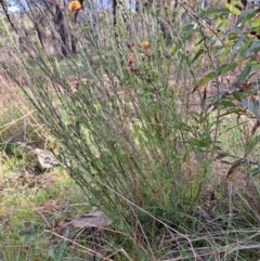 Dillwynia sp. Yetholme (P.C.Jobson 5080) NSW Herbarium at Hackett, ACT - 2 Sep 2022 03:25 PM