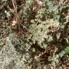 Marrubium vulgare (Horehound) at Dairymans Plains, NSW - 3 Sep 2022 by mahargiani