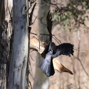 Corvus coronoides at Greenway, ACT - 3 Sep 2022