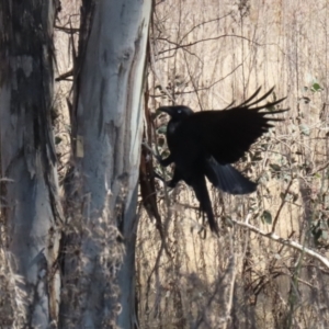 Corvus coronoides at Greenway, ACT - 3 Sep 2022