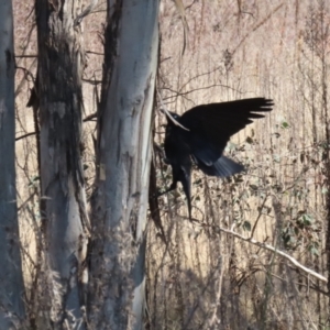 Corvus coronoides at Greenway, ACT - 3 Sep 2022